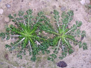 Pineapple weed rosette