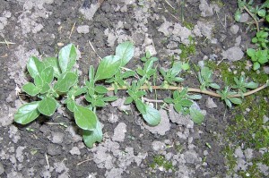 Prostrate pigweed stem