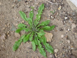 Shepherds purse rosette