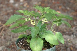 Smooth groundcherry flowers and fruit