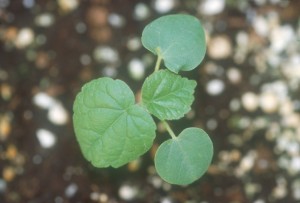 Velvetleaf-seedling-300x203