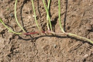 White clover stem