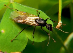 Winged Carpenter Ants