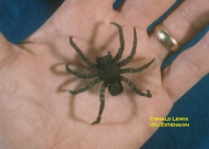 Wolf Spider In Human Hand