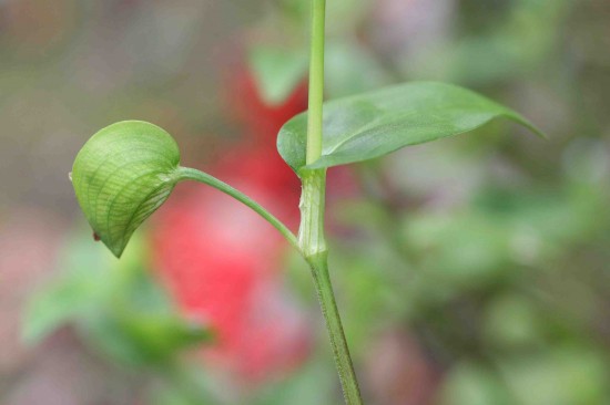 Asiatic (common) dayflower plant basal sheath