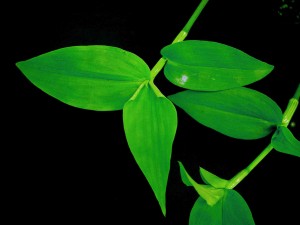 Asiatic (common) dayflower leaf