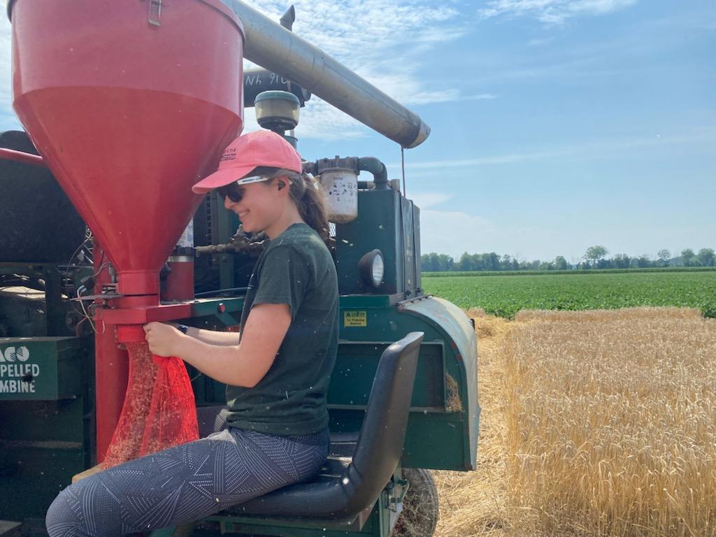 Rachel Drobnak MSU Extension intern empties a grain bin.