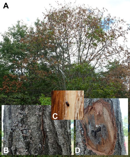 Oak Wilt symptom diagram