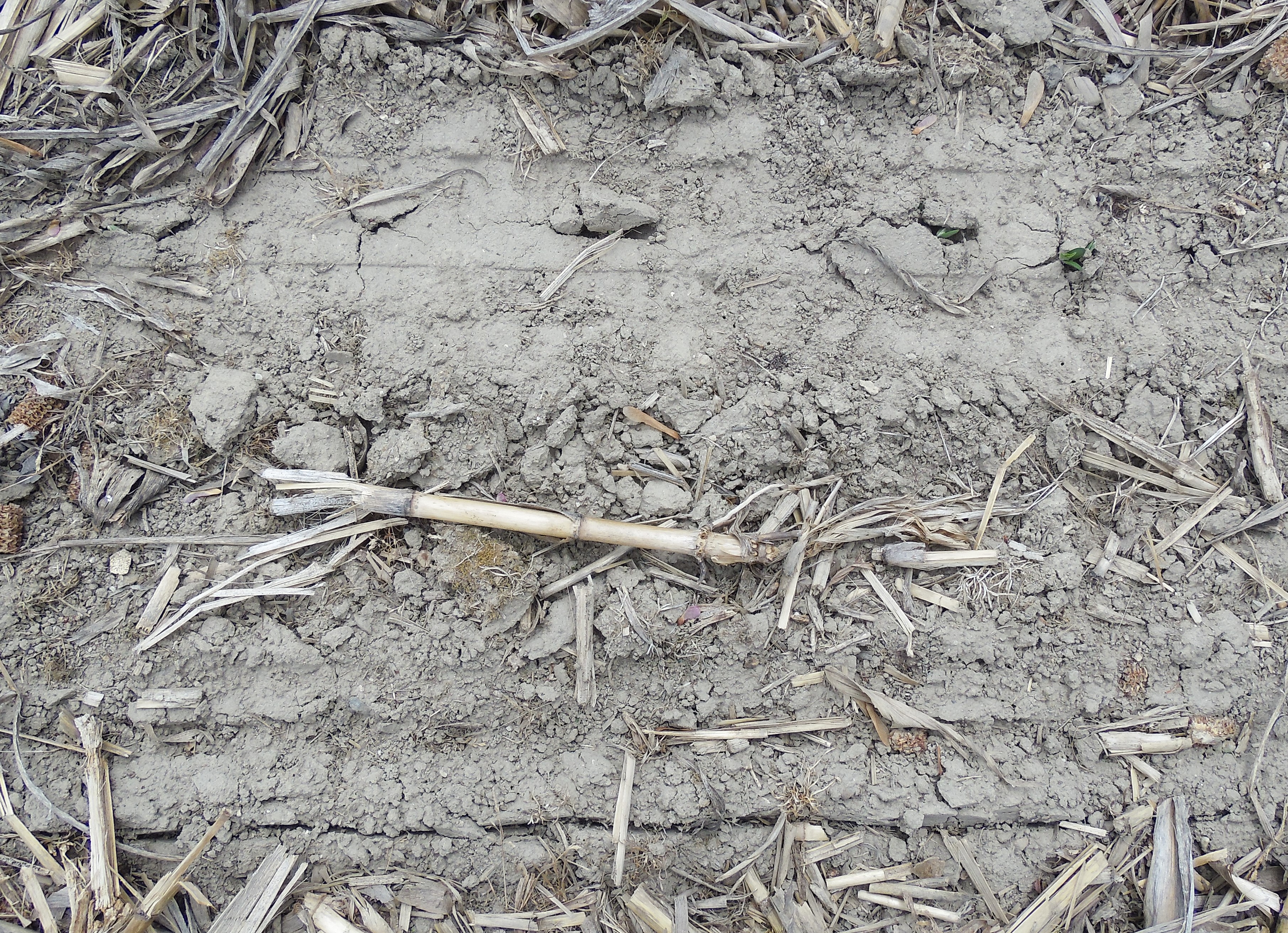 Soybean seedlings pushing through soil.