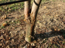 Chestnut blight