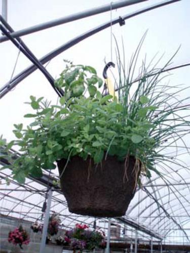 Hanging basket