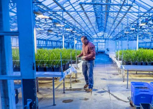 Eric Olson, MSU wheat breeder