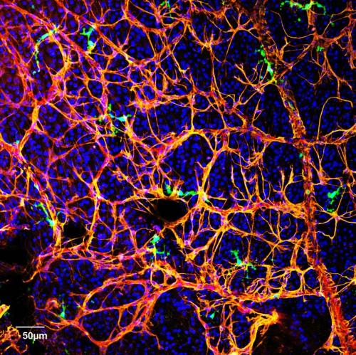 CAC cells assist with repair in the bone marrow.