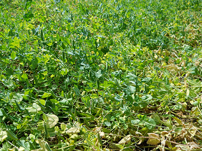 4010 forage peas