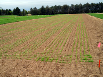 Barley emerged