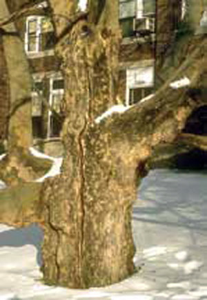 Frost crack damage Frost crack damage