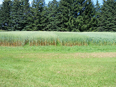 Oat plot