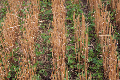 Frost seeded red clover Frost seeded red clover