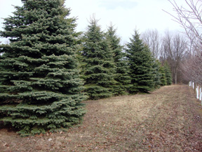 blue spruce