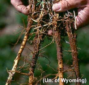 Brown root rot Brown root rot