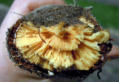 Cross section of tart cherry trunk