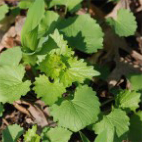 Garlic mustard