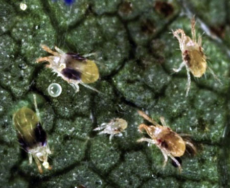 Two-spotted spider mite