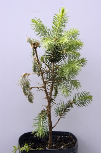 Phomopsis shoot blight