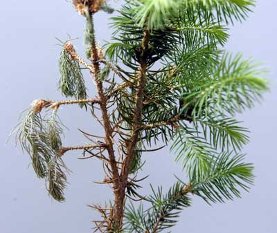 Close up Phomopsis shoot blight