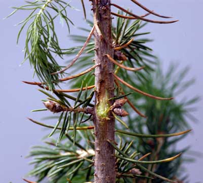 Phomopsis canker