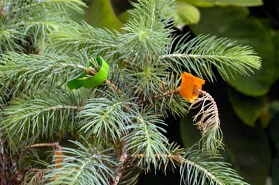 Phomopsis fungal pathogen