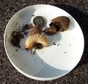 Scarab beetle