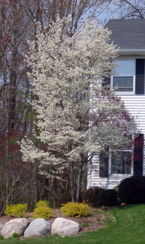 Juneberry in early spring.