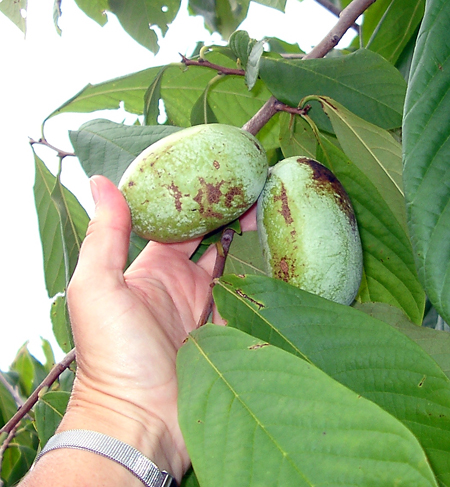 Edible fruit of Paw Paw.