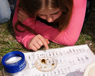 Identifying aquatic macroinvertebrates