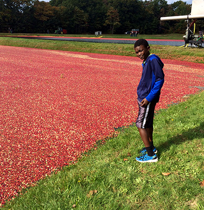 Cranberry bed