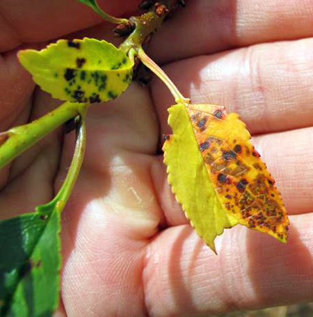 Cherry leaf spot