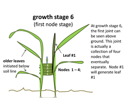 Growth stage 6.