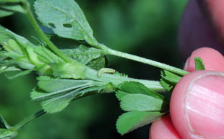 Small larvae