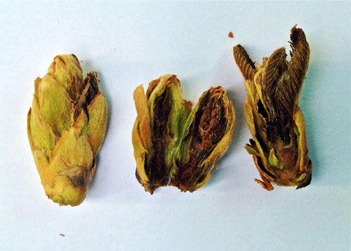 Dead terminal buds Dead terminal buds