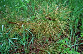 Seedling with pine needle rust