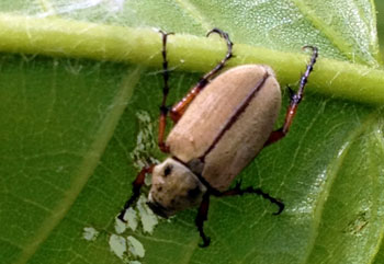 Rose chafer on chestnut