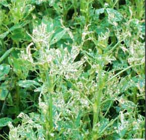 Skeletonized alfalfa leaves