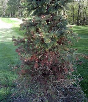 Spruce Spruce