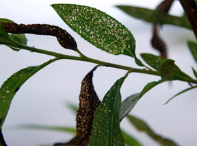 Leaf damage