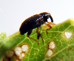 Willow flea weevil