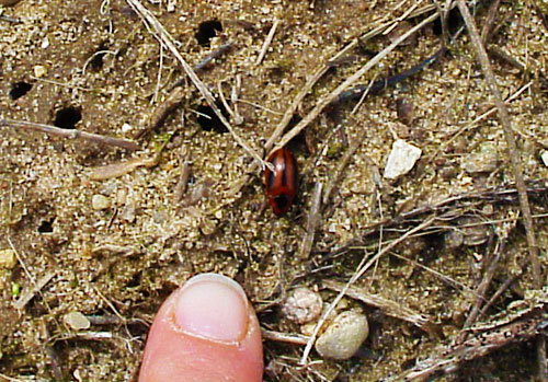 red turnip beetle