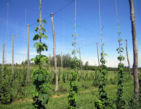 Hop development