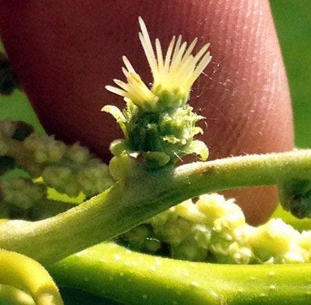 Female flower