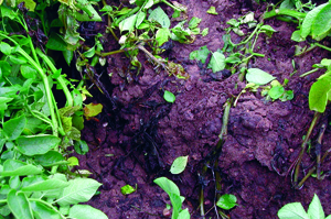 White mold lesions rot the stem